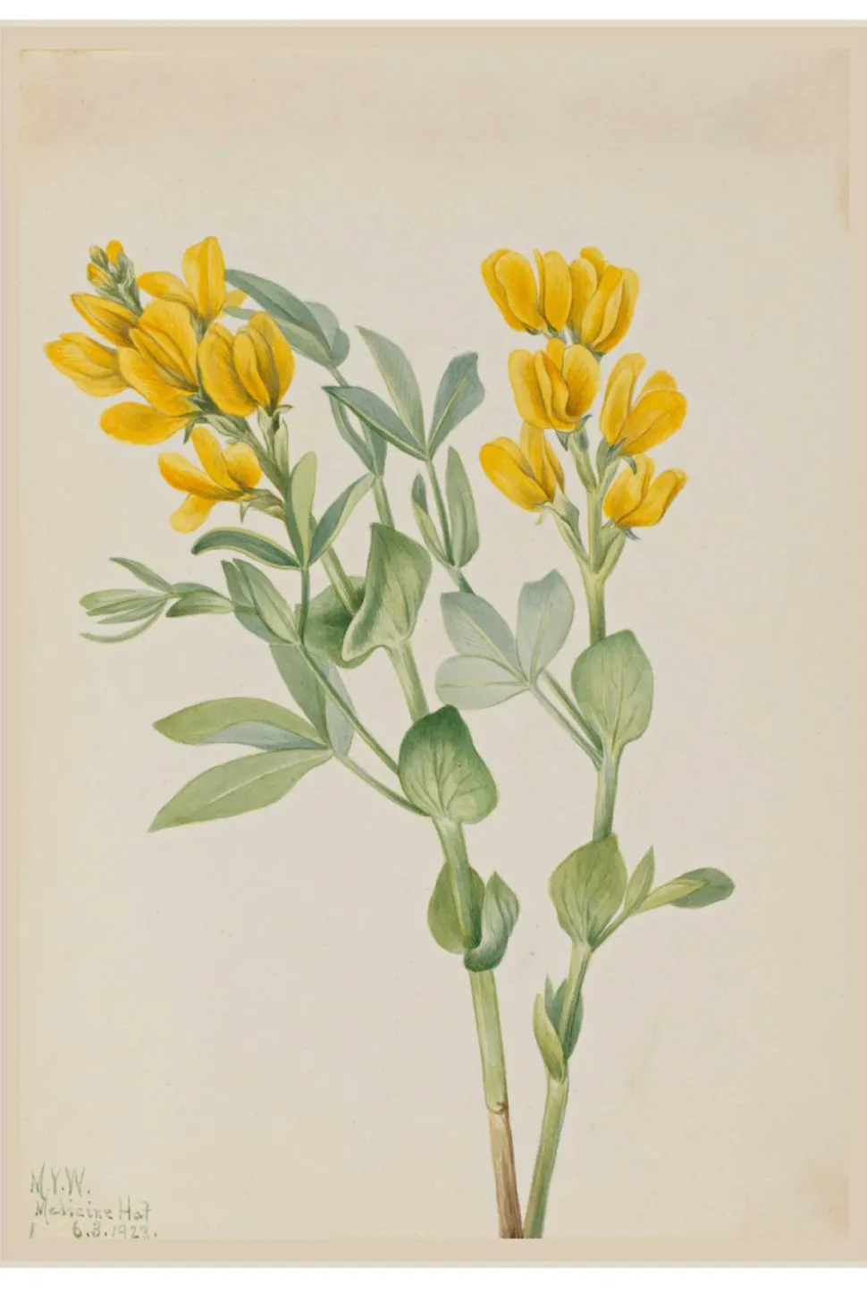 art_print_set__the_natura_6.webp Art Print Set - The Naturalist