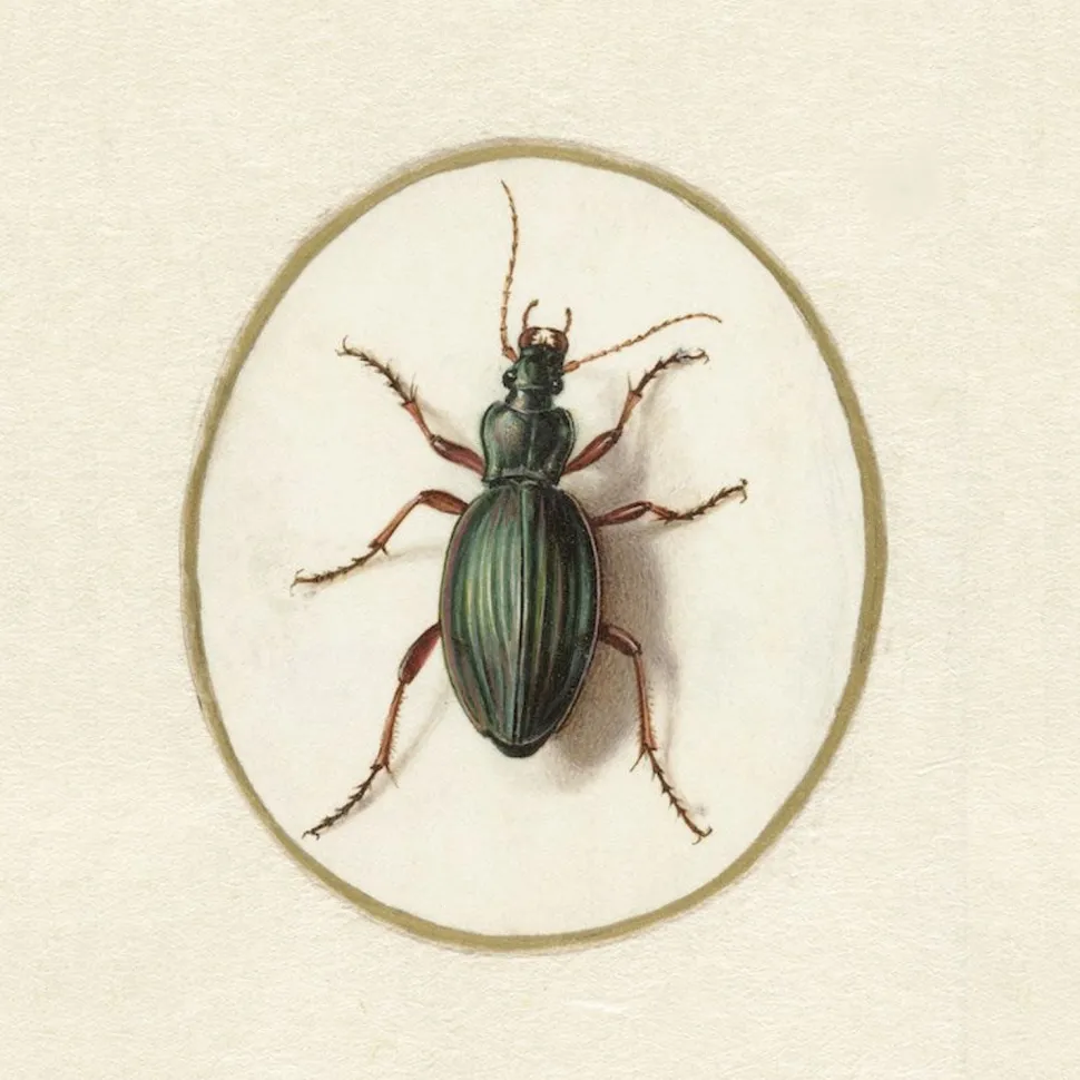 cushion_cover_golden_beet_2.webp Cushion Cover Golden Beetle