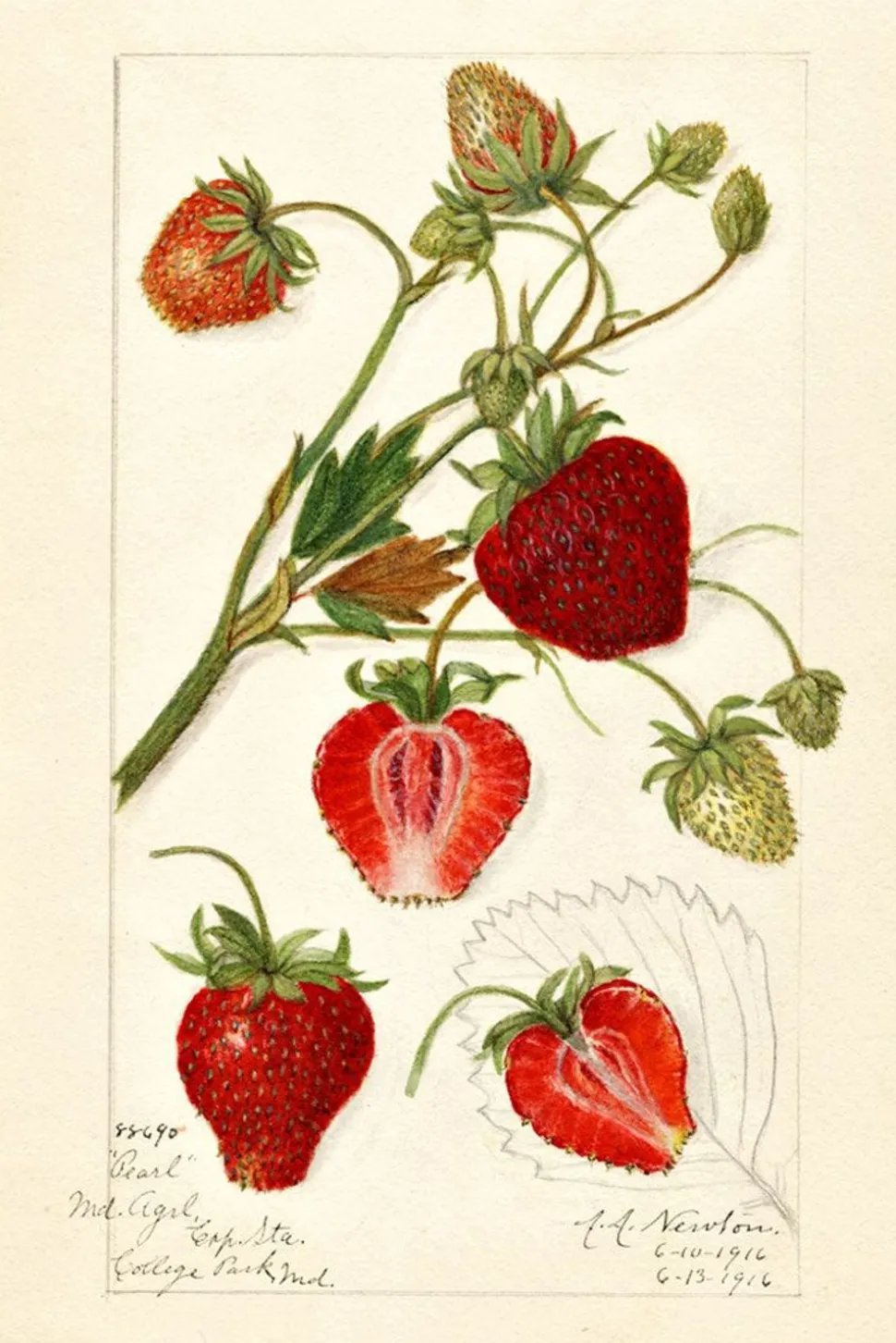 scented_sachet_fragaria_1.webp Scented Sachet Fragaria